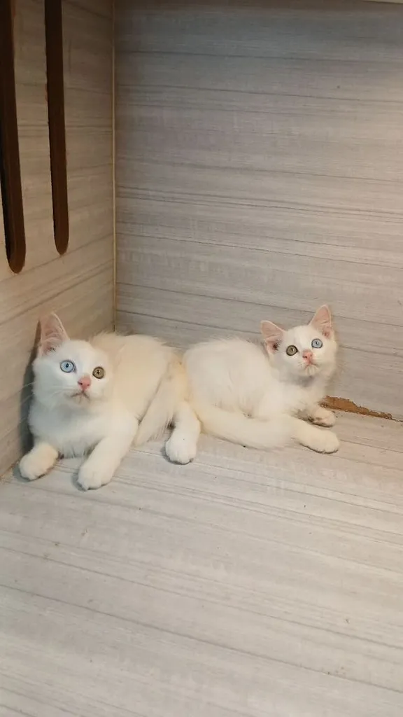 แมวสก้อตติชผสม ตาสองสี เพศผู้ สวยไม่มีตำหนิก่อนย้ายตรวจหัดแมวฟรีรับประกันเอดส์แมวกับรูคีเมียคะ