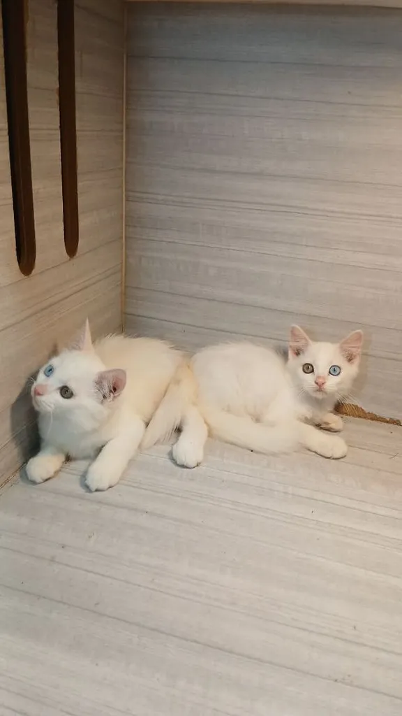 แมวสก้อตติชผสม ตาสองสี เพศผู้ สวยไม่มีตำหนิก่อนย้ายตรวจหัดแมวฟรีรับประกันเอดส์แมวกับรูคีเมียคะ