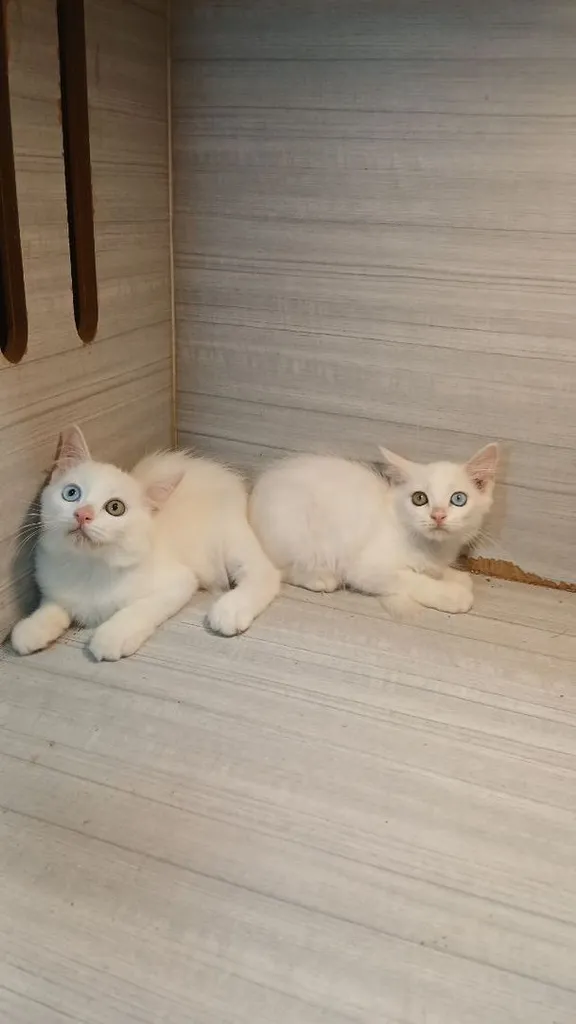 แมวสก้อตติชผสม ตาสองสี เพศผู้ สวยไม่มีตำหนิก่อนย้ายตรวจหัดแมวฟรีรับประกันเอดส์แมวกับรูคีเมียคะ