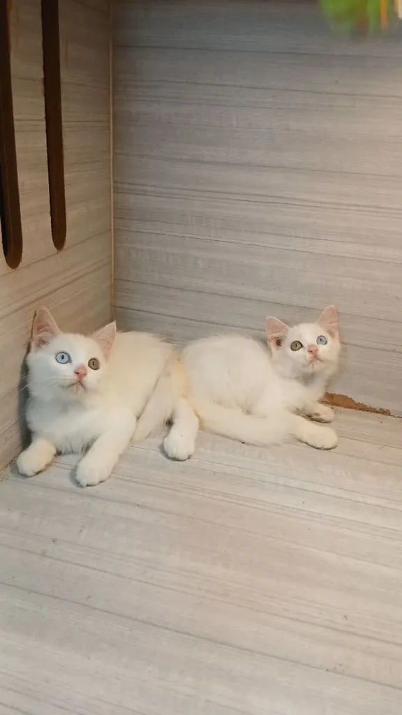 แมวสก้อตติชผสม ตาสองสี เพศผู้ สวยไม่มีตำหนิก่อนย้ายตรวจหัดแมวฟรีรับประกันเอดส์แมวกับรูคีเมียคะ