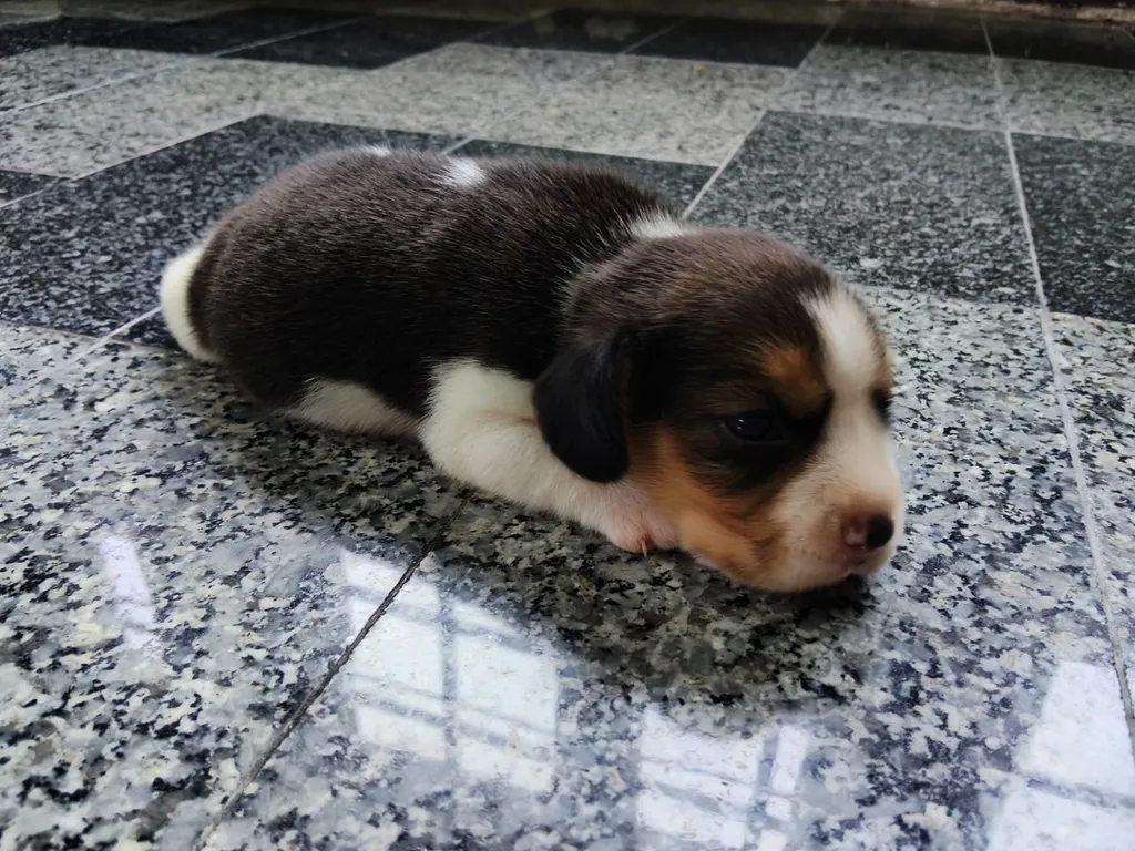ลูกสุนัขบีเกิ้ลแท้