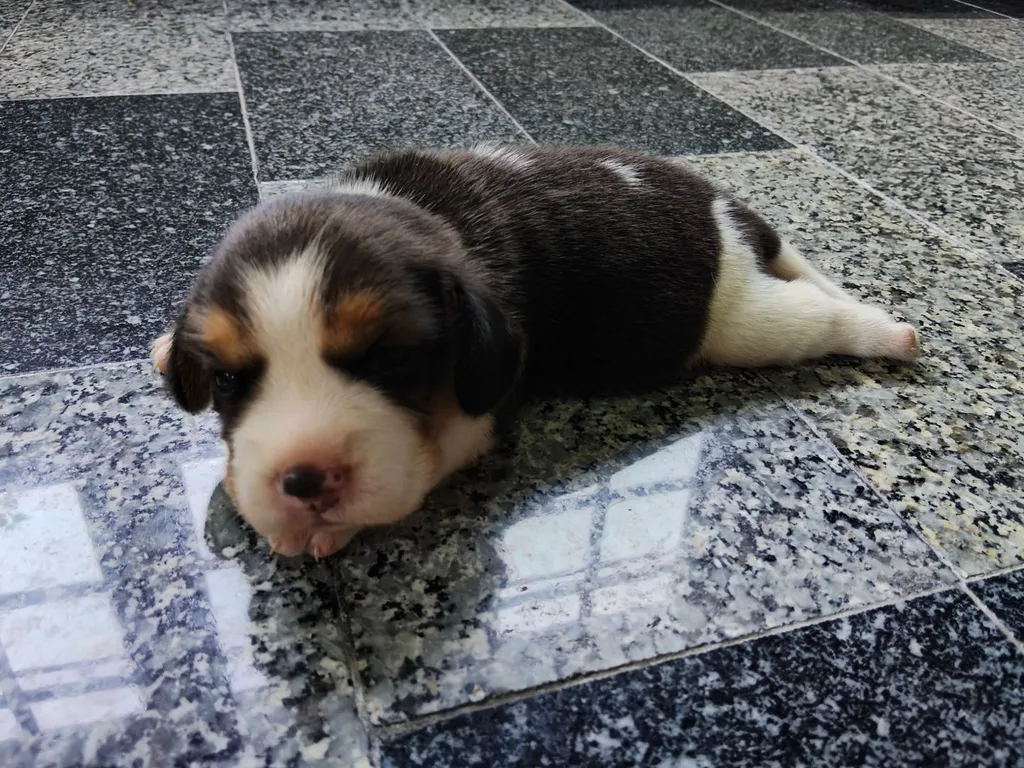 ลูกสุนัขบีเกิ้ลแท้