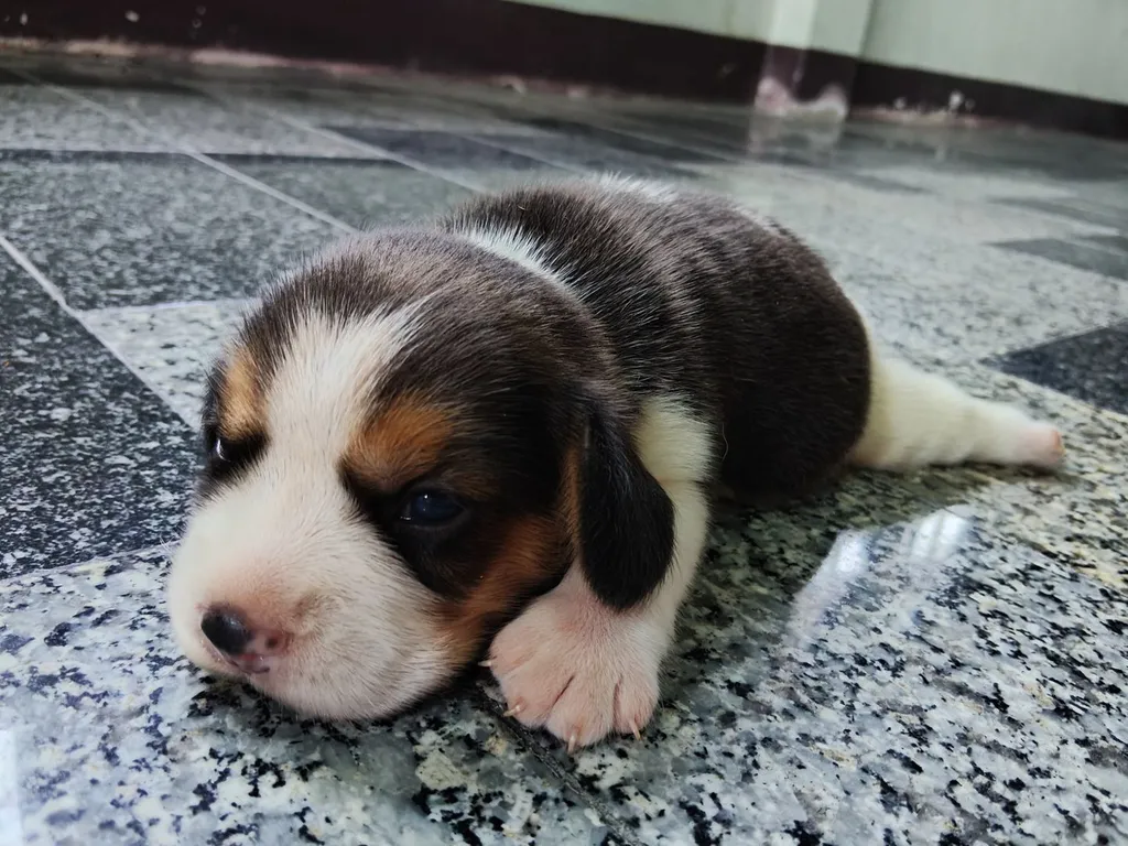 ลูกสุนัขบีเกิ้ลแท้