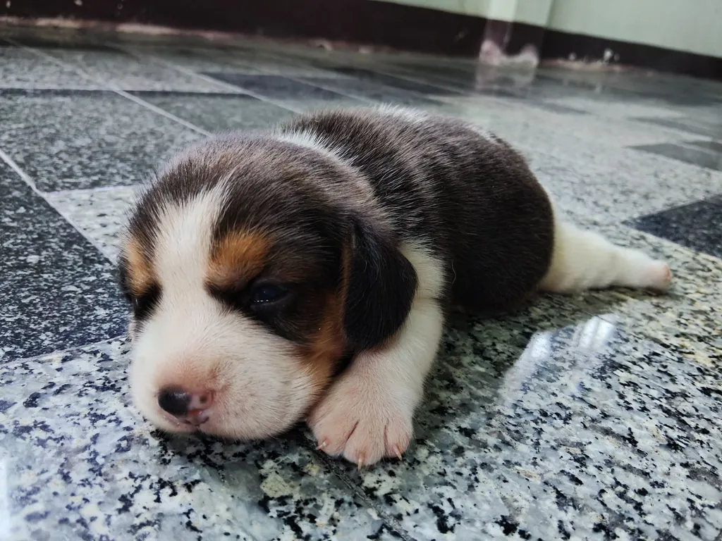 ลูกสุนัขบีเกิ้ลแท้