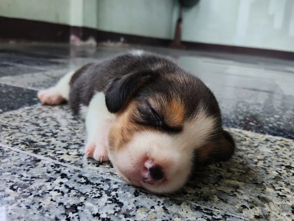 ลูกสุนัขบีเกิ้ลแท้