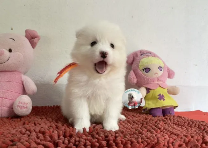 รูปสปิตซ์ตัวเมียอ้วนกลมหน้าหวาน ขี้เล่น กินเก่ง