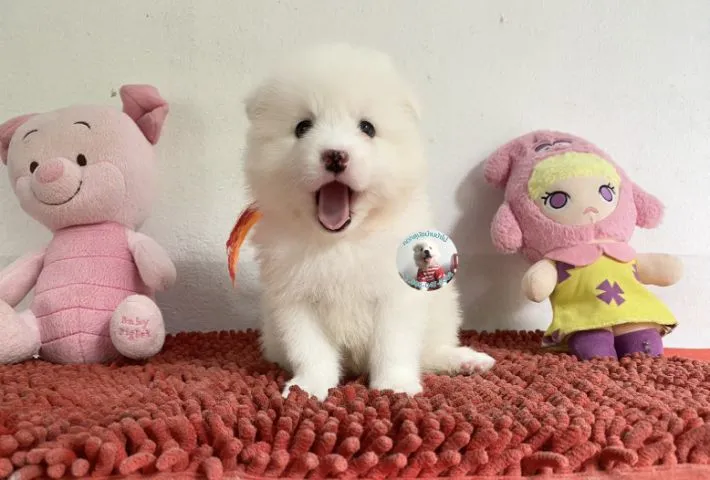 รูปสปิตซ์ตัวเมียอ้วนกลมหน้าหวาน ขี้เล่น กินเก่ง