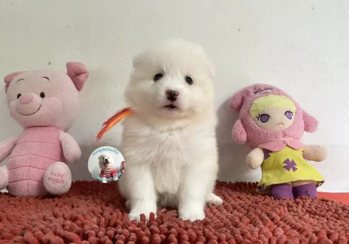 รูปสปิตซ์ตัวเมียอ้วนกลมหน้าหวาน ขี้เล่น กินเก่ง