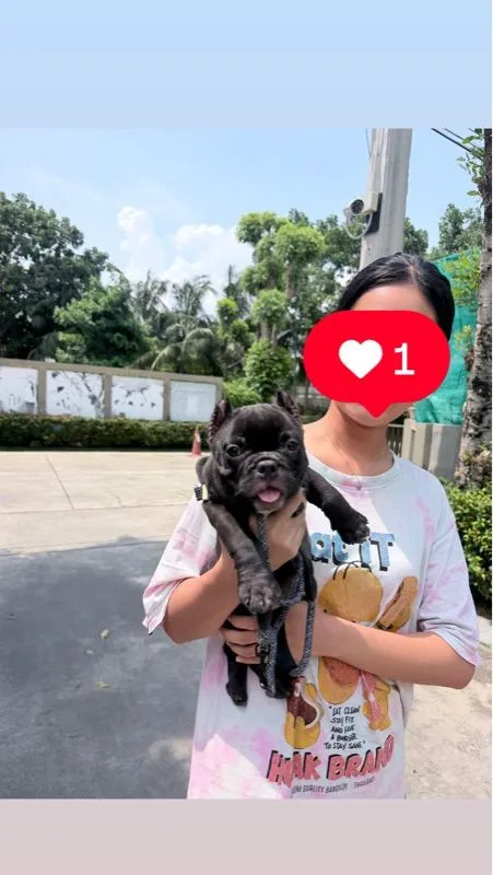 อเมริกัน บูลลี่