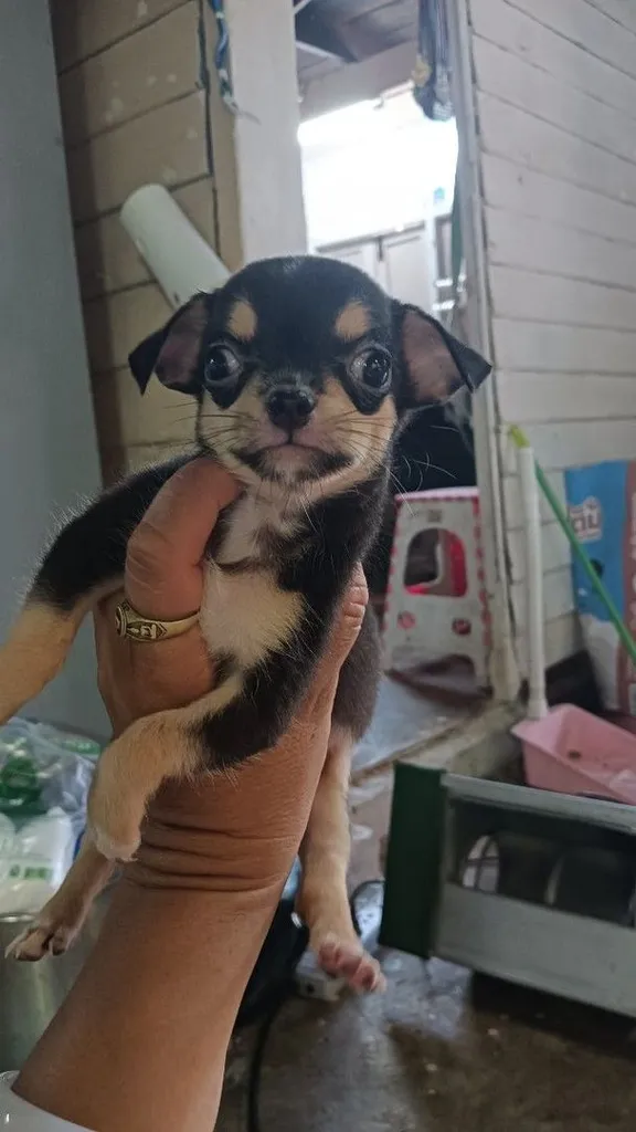 ชิวาวาขนสั้น