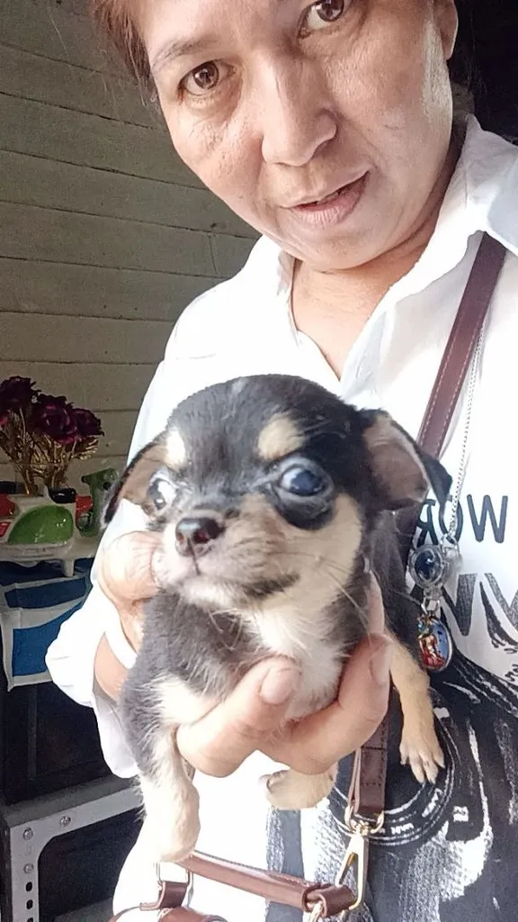 ชิวาวาขนสั้น