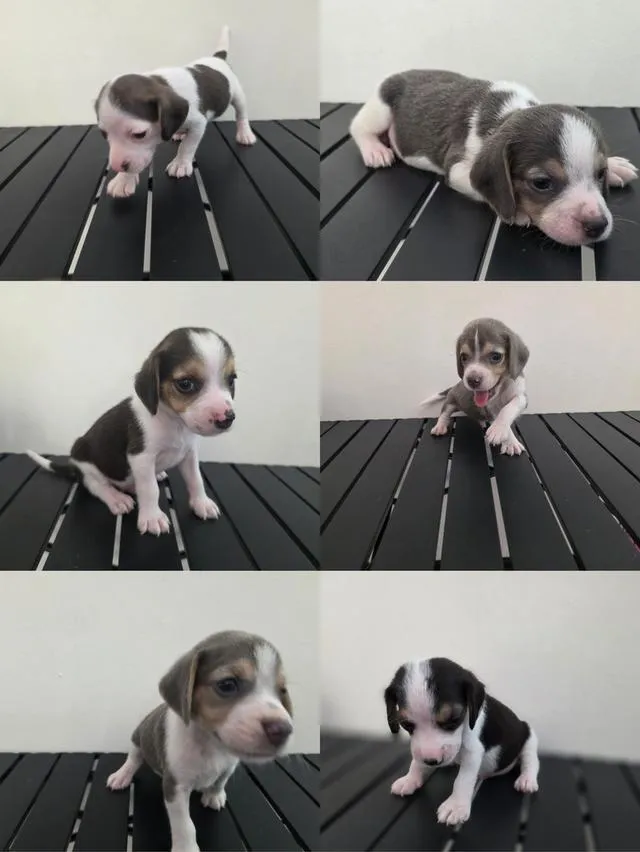 น้องหมาบีเกิ้ล ราชบุรี