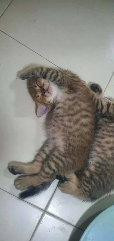 บริทติท ผสม อเมริกันช๊อตแฮร์
