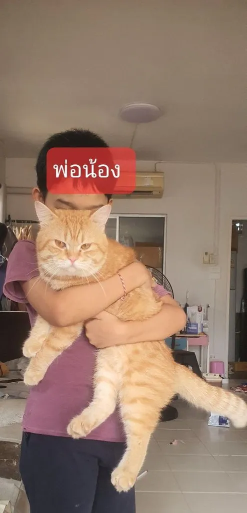 บริทติท ผสม อเมริกันช๊อตแฮร์