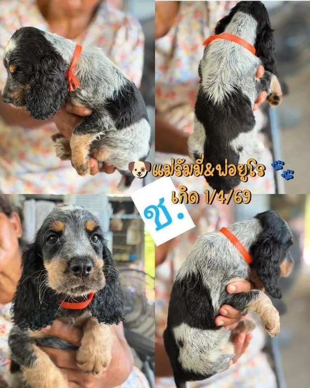 ลูกสุนัข