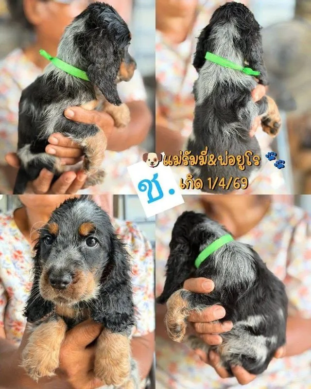 ลูกสุนัข