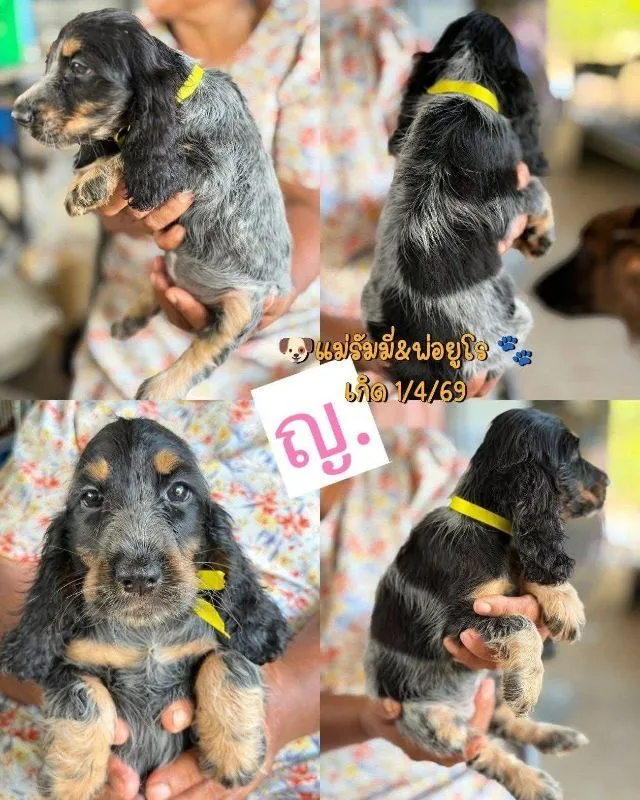 ลูกสุนัข