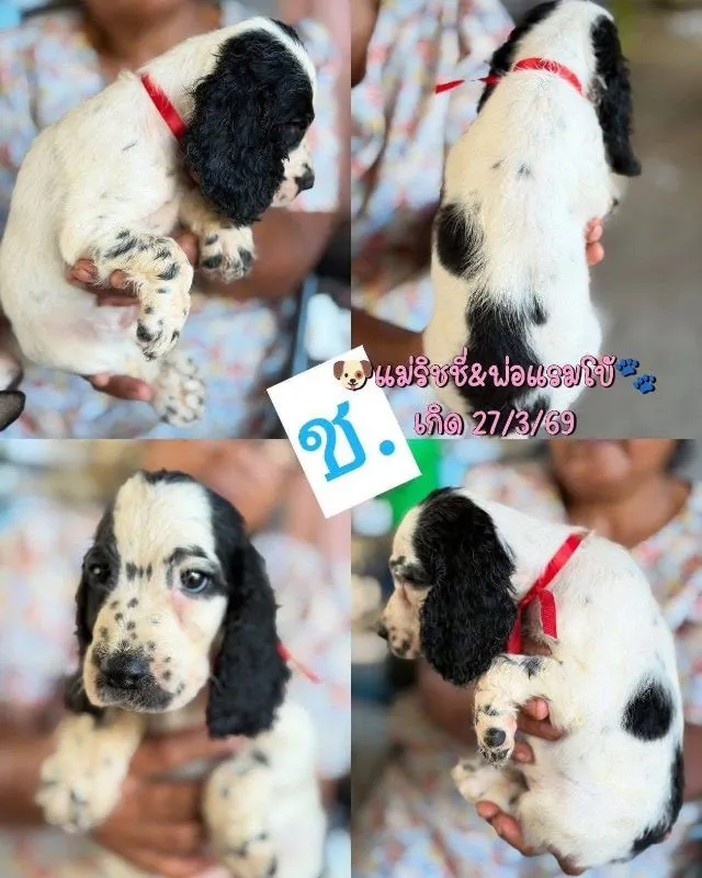 ลูกสุนัข