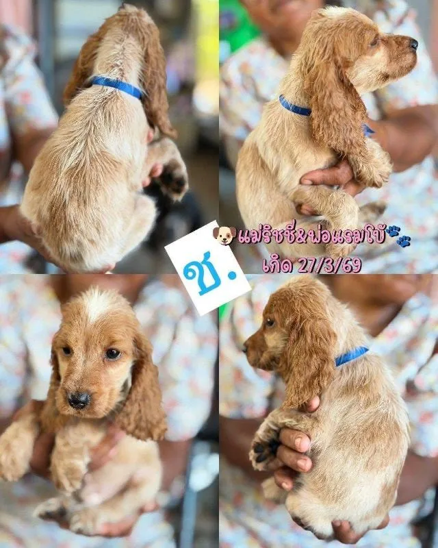 ลูกสุนัข