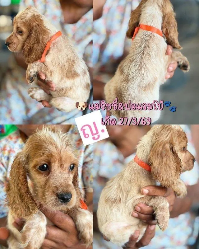 ลูกสุนัข