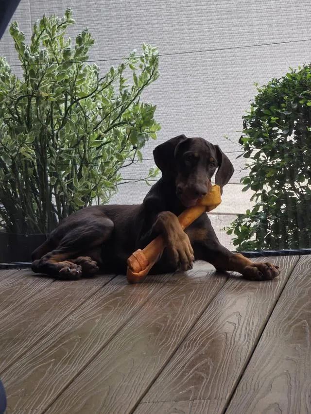 ลูกหมา Doberman Pure Bred Champion Line เพศเมีย สีแดง มี 3 ตัว มี Pedigree/Certificate ตัดหางแล้ว