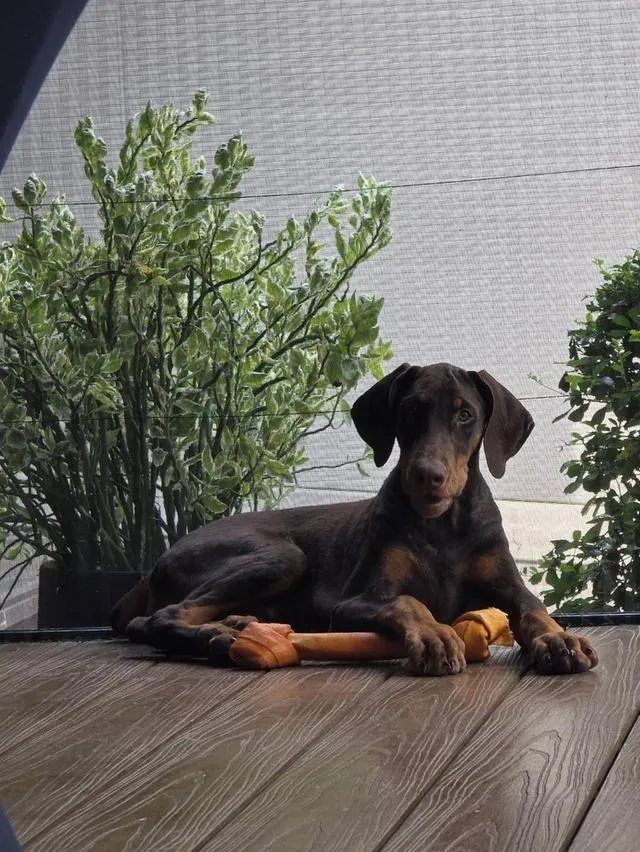 ลูกหมา Doberman Pure Bred Champion Line เพศเมีย สีแดง มี 3 ตัว มี Pedigree/Certificate ตัดหางแล้ว