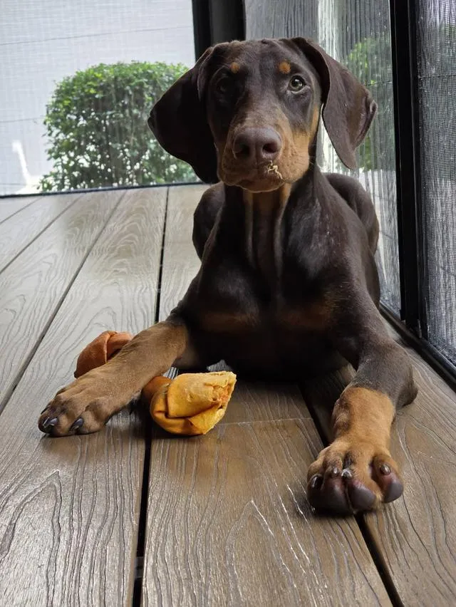 ลูกหมา Doberman Pure Bred Champion Line เพศเมีย สีแดง มี 3 ตัว มี Pedigree/Certificate ตัดหางแล้ว