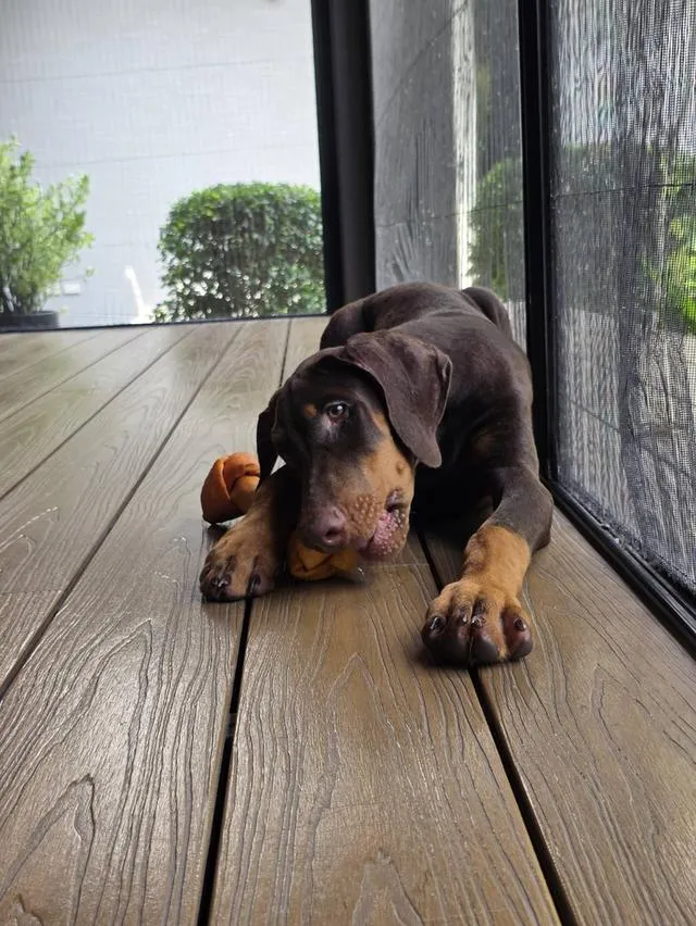 ลูกหมา Doberman Pure Bred Champion Line เพศเมีย สีแดง มี 3 ตัว มี Pedigree/Certificate ตัดหางแล้ว