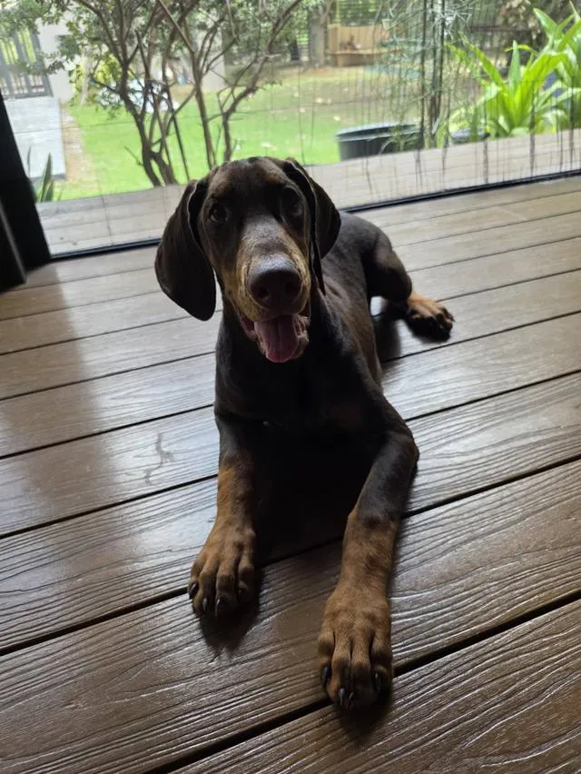 ลูกหมา Doberman Pure Bred Champion Line เพศเมีย สีแดง มี 3 ตัว มี Pedigree/Certificate ตัดหางแล้ว