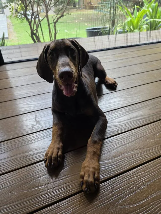 ลูกหมา Doberman Pure Bred Champion Line เพศเมีย สีแดง มี 3 ตัว มี Pedigree/Certificate ตัดหางแล้ว