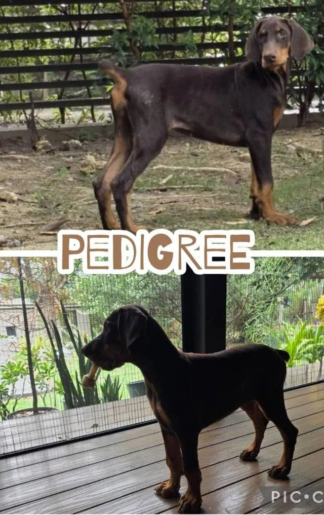 ลูกหมา Doberman Pure Bred Champion Line เพศเมีย สีแดง มี 3 ตัว มี Pedigree/Certificate ตัดหางแล้ว