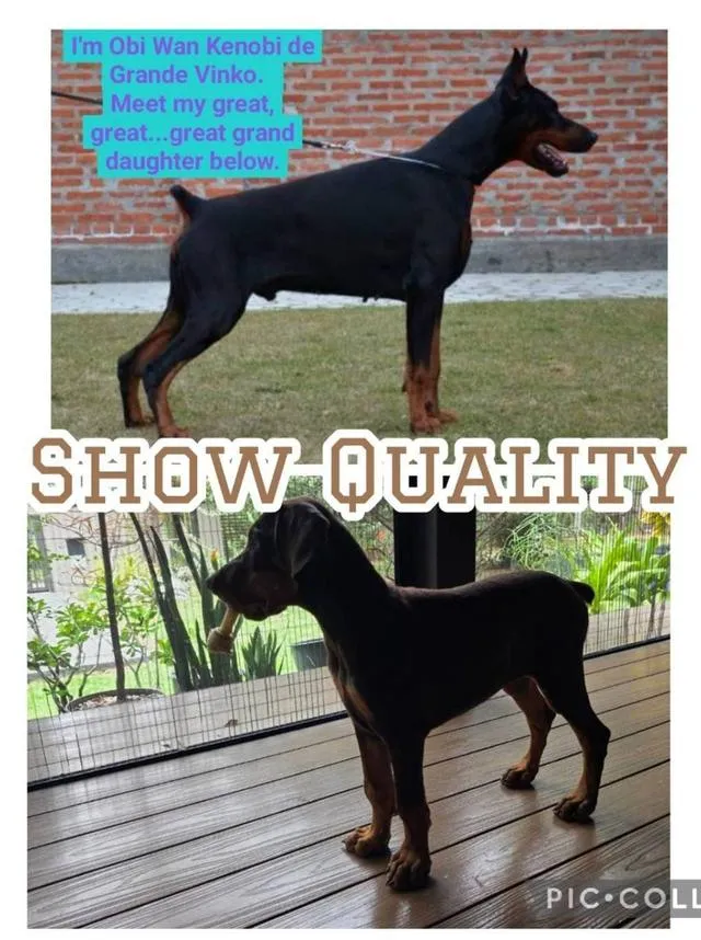 ลูกหมา Doberman Pure Bred Champion Line เพศเมีย สีแดง มี 3 ตัว มี Pedigree/Certificate ตัดหางแล้ว