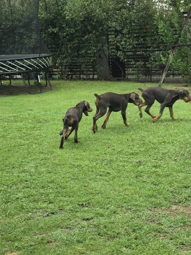 ลูกหมา Doberman Pure Bred Champion Line เพศเมีย สีแดง มี 3 ตัว มี Pedigree/Certificate ตัดหางแล้ว