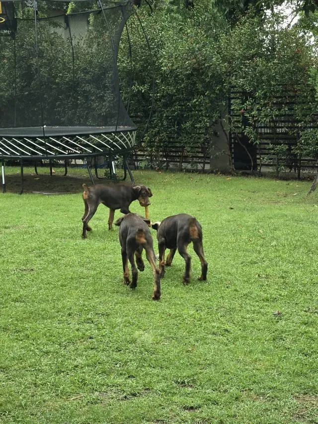 ลูกหมา Doberman Pure Bred Champion Line เพศเมีย สีแดง มี 3 ตัว มี Pedigree/Certificate ตัดหางแล้ว