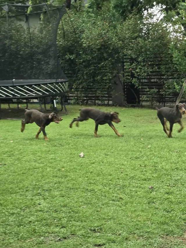 ลูกหมา Doberman Pure Bred Champion Line เพศเมีย สีแดง มี 3 ตัว มี Pedigree/Certificate ตัดหางแล้ว