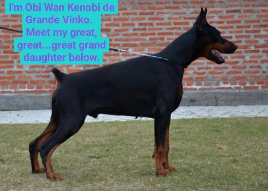 ลูกหมา Doberman Pure Bred Champion Line เพศเมีย สีแดง มี 3 ตัว มี Pedigree/Certificate ตัดหางแล้ว