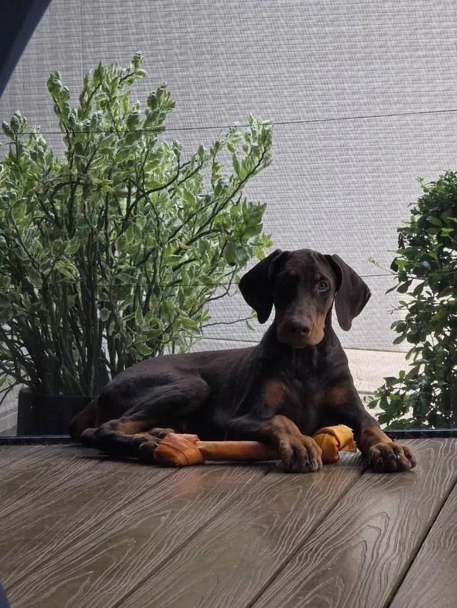 ลูกหมา Doberman Pure Bred Champion Line เพศเมีย สีแดง มี 3 ตัว มี Pedigree/Certificate ตัดหางแล้ว