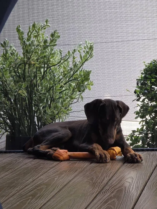 ลูกหมา Doberman Pure Bred Champion Line เพศเมีย สีแดง มี 3 ตัว มี Pedigree/Certificate ตัดหางแล้ว