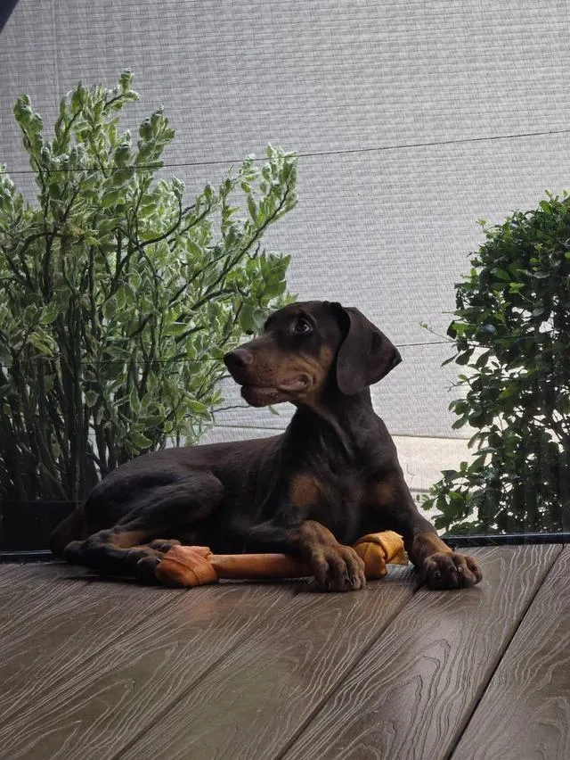 ลูกหมา Doberman Pure Bred Champion Line เพศเมีย สีแดง มี 3 ตัว มี Pedigree/Certificate ตัดหางแล้ว
