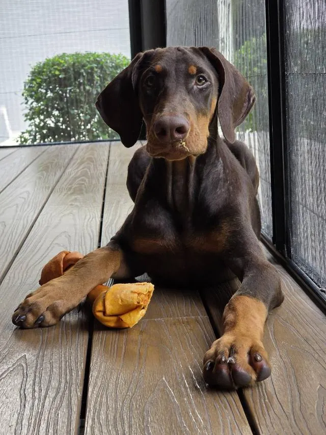 ลูกหมา Doberman Pure Bred Champion Line เพศเมีย สีแดง มี 3 ตัว มี Pedigree/Certificate ตัดหางแล้ว