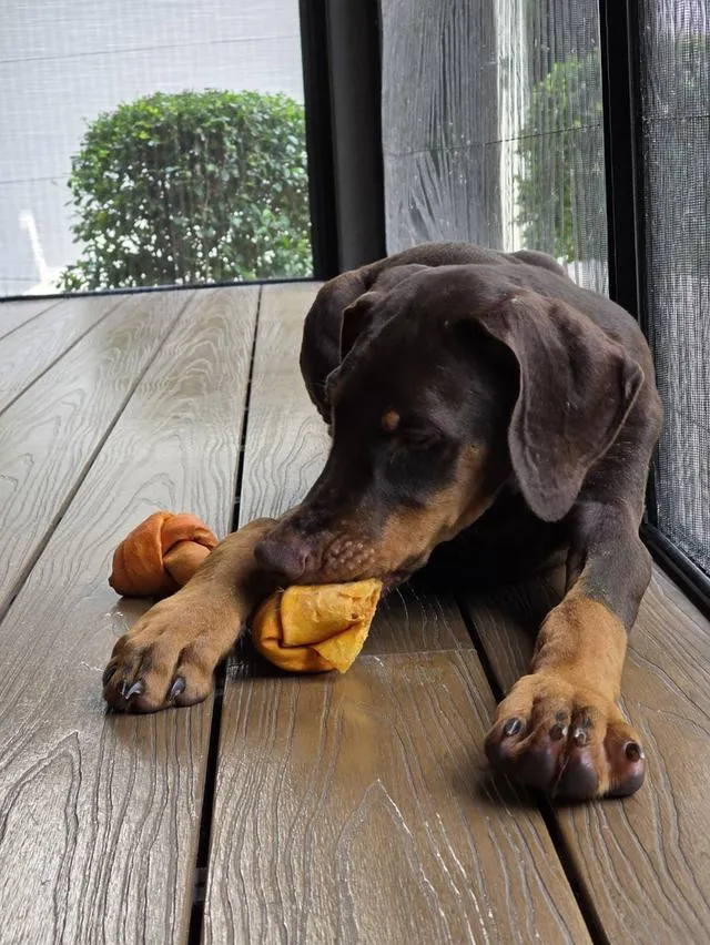 ลูกหมา Doberman Pure Bred Champion Line เพศเมีย สีแดง มี 3 ตัว มี Pedigree/Certificate ตัดหางแล้ว