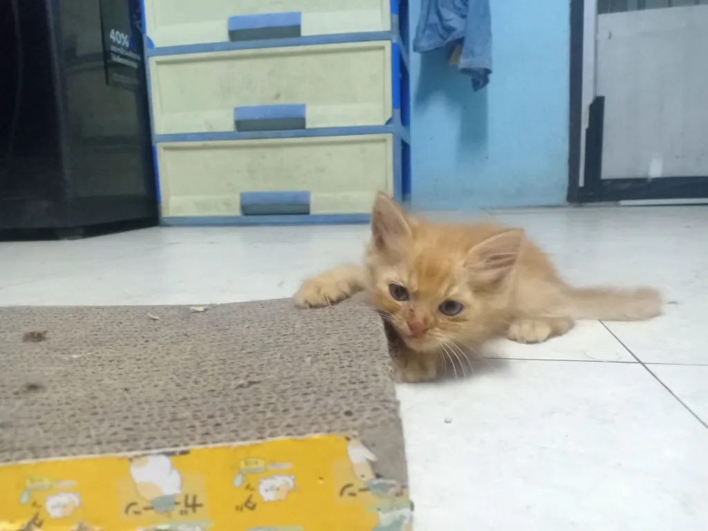 ลูกแมวเปอร์เซีย