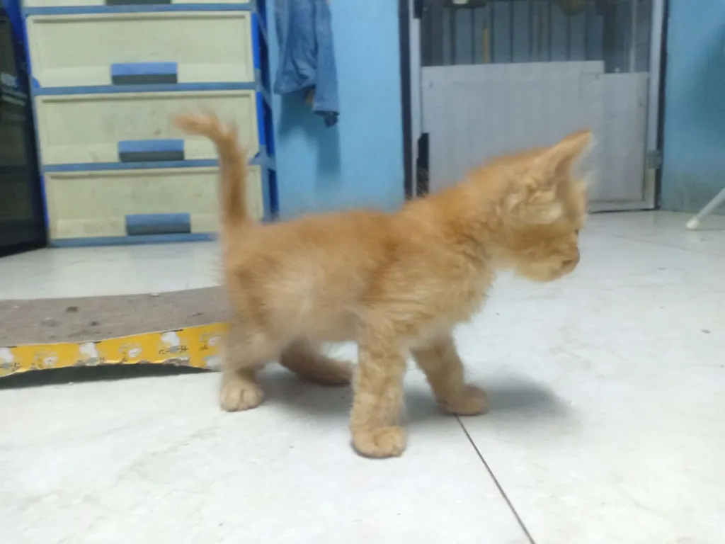 ลูกแมวเปอร์เซีย