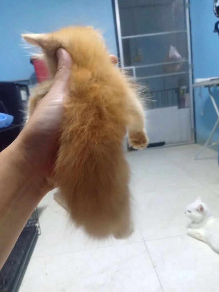 ลูกแมวเปอร์เซีย