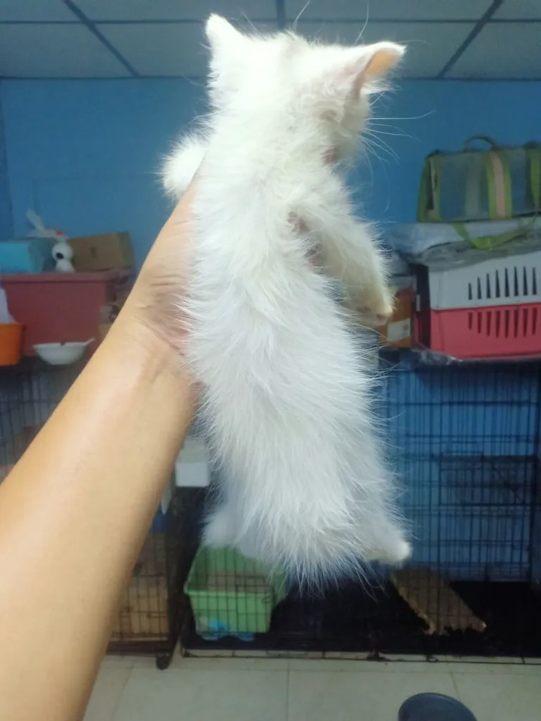 ลูกแมวเปอร์เซีย