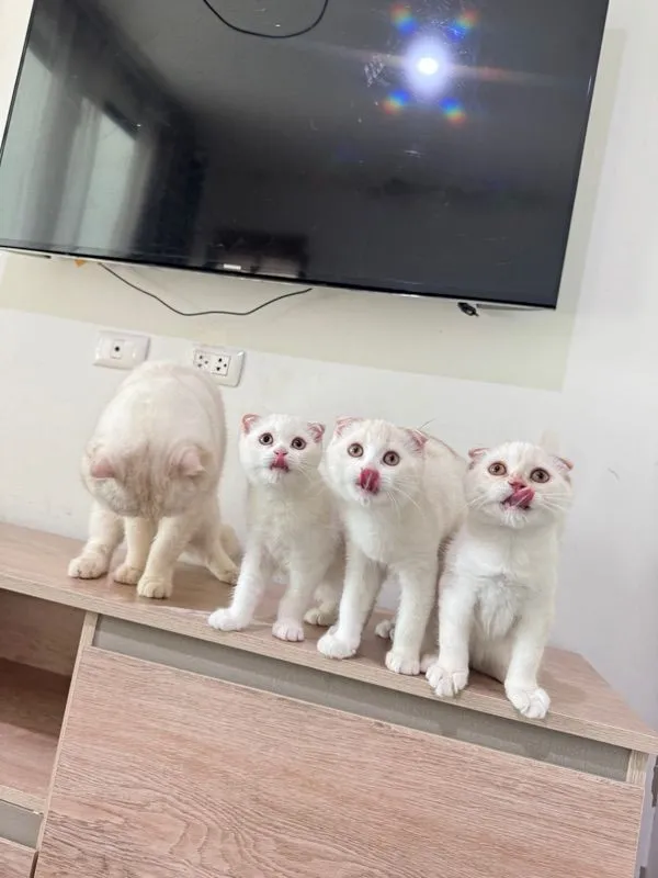 สก็อตติชโฟลด์