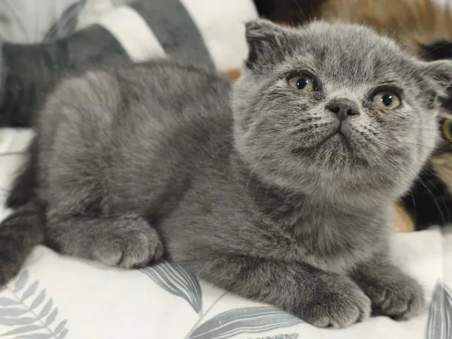 บลู ดช😻😸