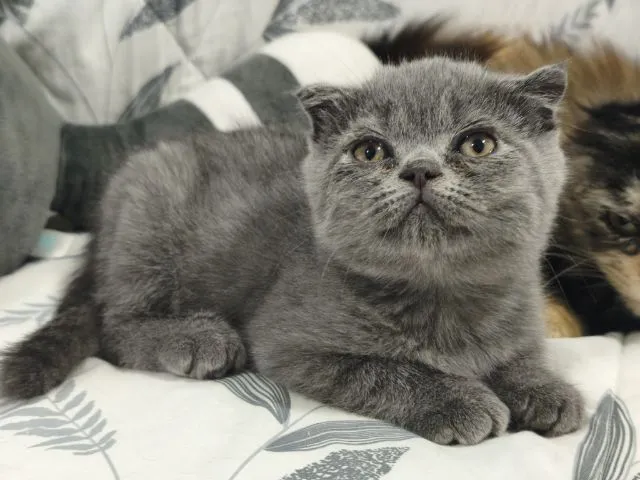 บลู ดช😻😸