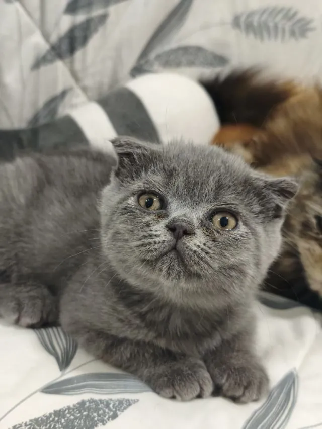บลู ดช😻😸