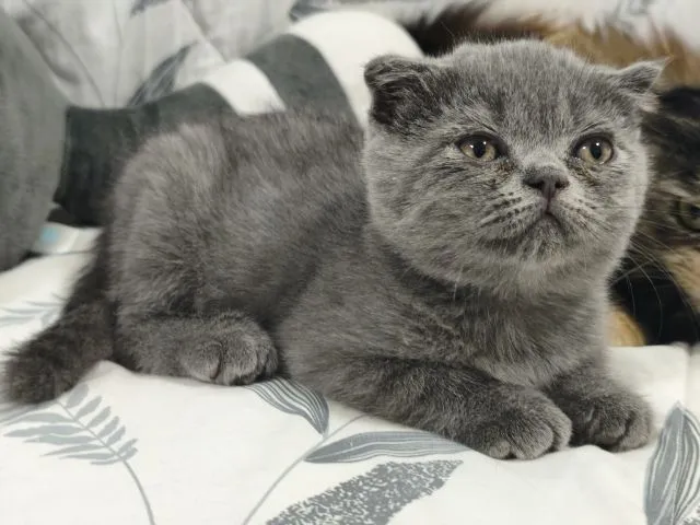 บลู ดช😻😸